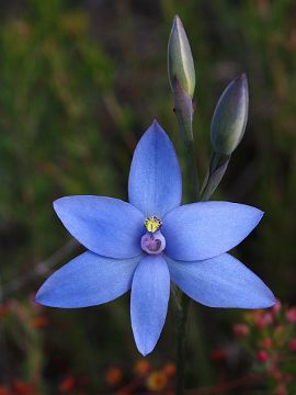 Thelymitra crinita