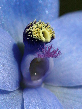 Thelymitra crinita