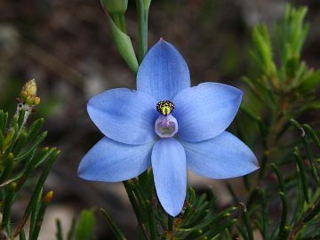 Thelymitra crinita