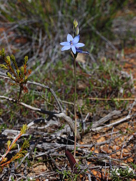 Thelymitra crinita