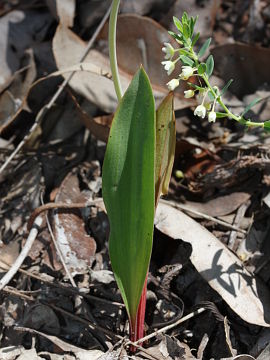 Thelymitra crinita