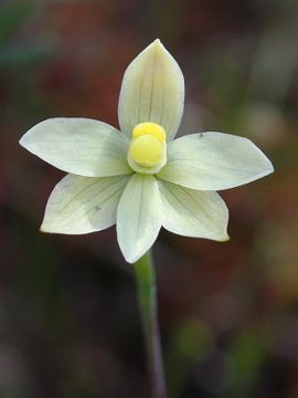 Thelymitra flexuosa