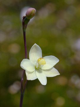 Thelymitra flexuosa