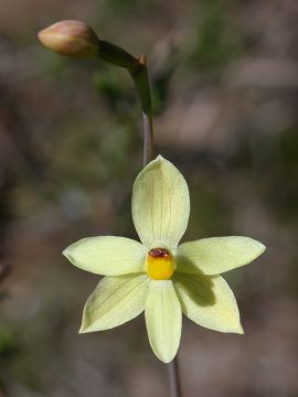 Thelymitra flexuosa Thelymitra flexuosa