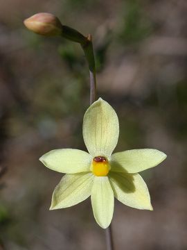 Thelymitra flexuosa