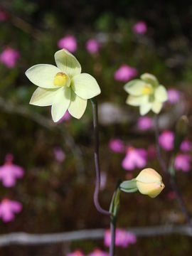 Thelymitra flexuosa Thelymitra flexuosa