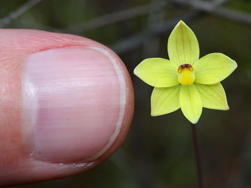 Thelymitra flexuosa Thelymitra flexuosa