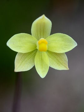 Thelymitra flexuosa Thelymitra flexuosa