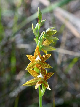 Thelymitra fuscolutea Thelymitra fuscolutea