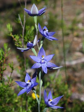 Thelymitra graminea Thelymitra graminea