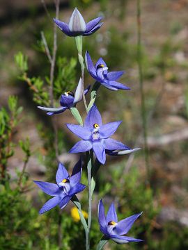 Thelymitra graminea