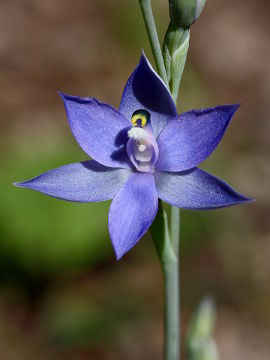 Thelymitra graminea