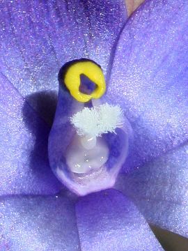 Thelymitra graminea Thelymitra graminea