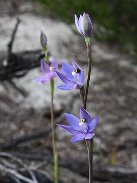 Thelymitra graminea Thelymitra graminea