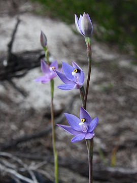 Thelymitra graminea