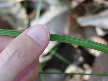 Thelymitra graminea