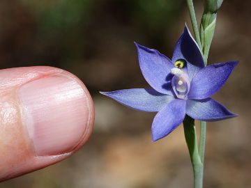 Thelymitra graminea