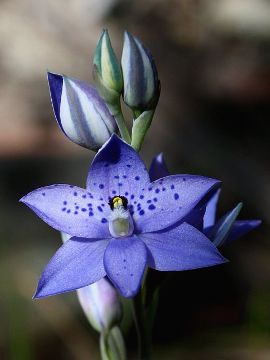 Thelymitra ixioides