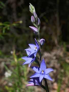 Thelymitra ixioides