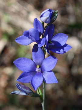 Thelymitra ixioides