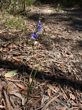 Thelymitra ixioides