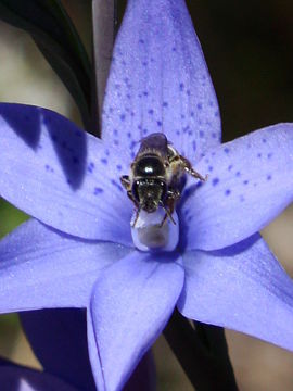 Thelymitra ixioides