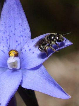 Thelymitra ixioides