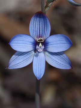 Thelymitra latiloba