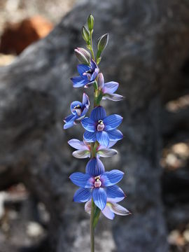 Thelymitra latiloba