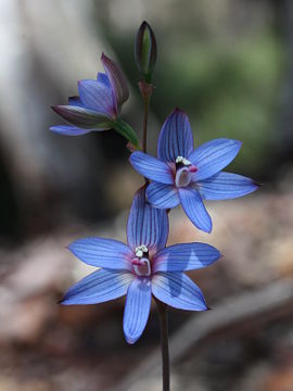 Thelymitra latiloba