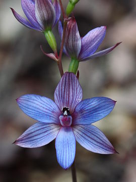 Thelymitra latiloba