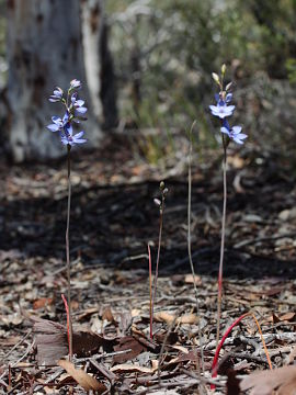 Thelymitra latiloba Thelymitra latiloba