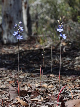 Thelymitra latiloba