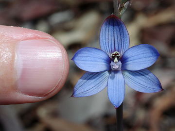 Thelymitra latiloba