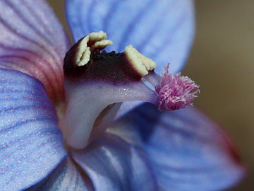 Thelymitra latiloba