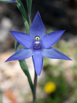 Thelymitra macrophylla Thelymitra macrophylla