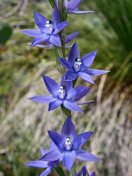 Thelymitra macrophylla Thelymitra macrophylla