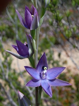 Thelymitra macrophylla Thelymitra macrophylla