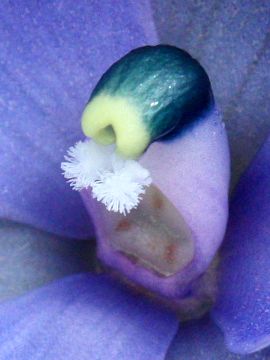 Thelymitra macrophylla