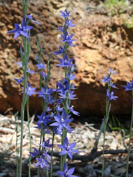 Thelymitra macrophylla Thelymitra macrophylla