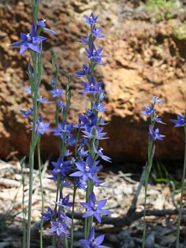 Thelymitra macrophylla