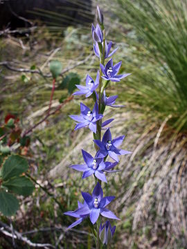 Thelymitra macrophylla Thelymitra macrophylla