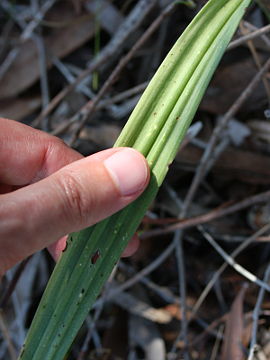 Thelymitra macrophylla Thelymitra macrophylla
