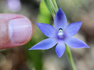 Thelymitra macrophylla Thelymitra macrophylla