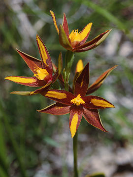 Thelymitra magnifica Thelymitra magnifica
