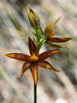 Thelymitra magnifica Thelymitra magnifica