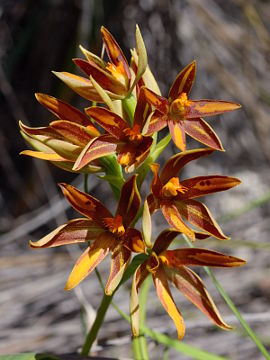 Thelymitra magnifica Thelymitra magnifica