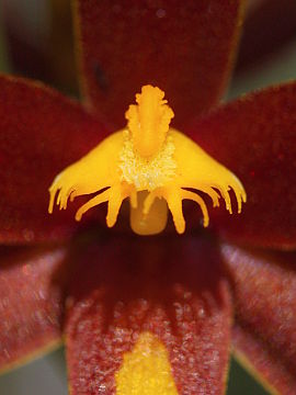 Thelymitra magnifica Thelymitra magnifica