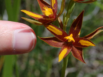 Thelymitra magnifica Thelymitra magnifica