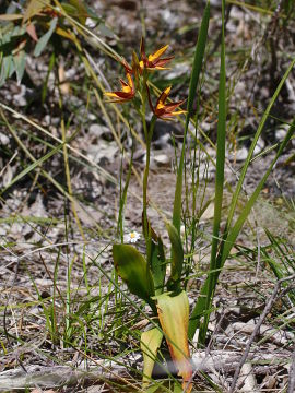 Thelymitra magnifica Thelymitra magnifica